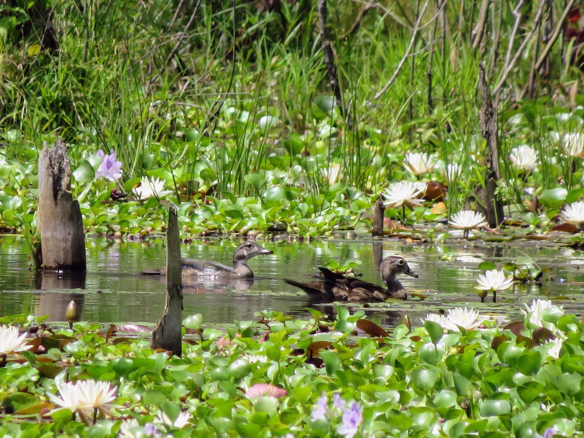 Wood Duck - ML246240321