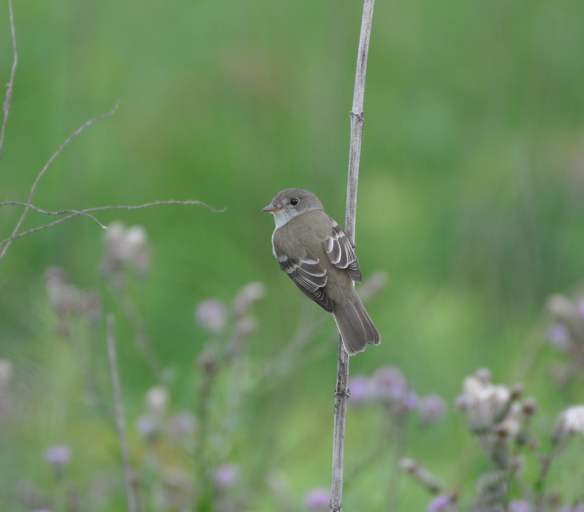 Willow Flycatcher - Steven Pancol