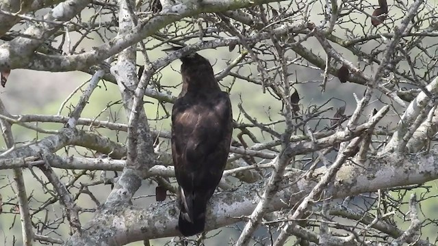 Long-crested Eagle - ML246244791