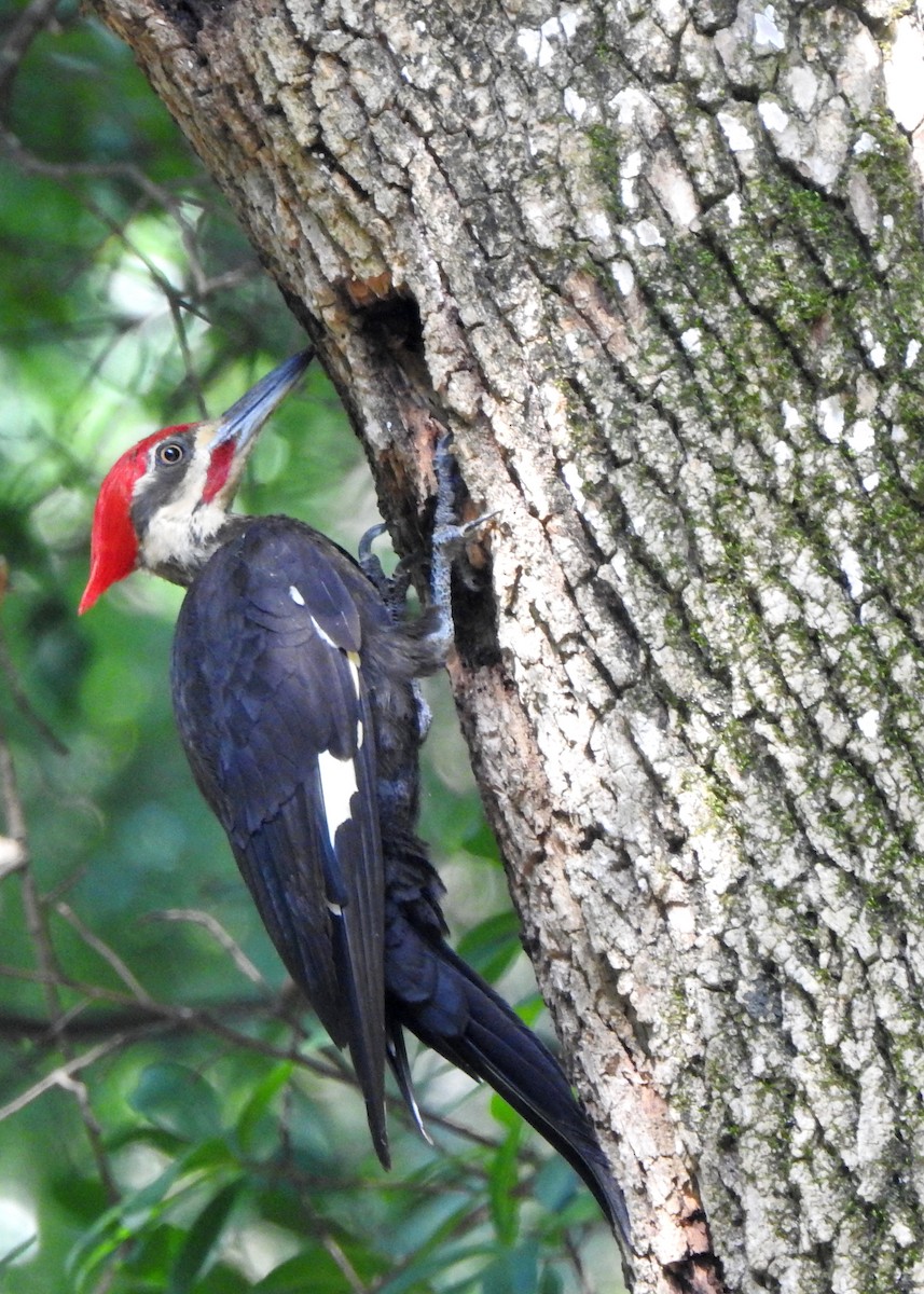 Pileated Woodpecker - ML246245281