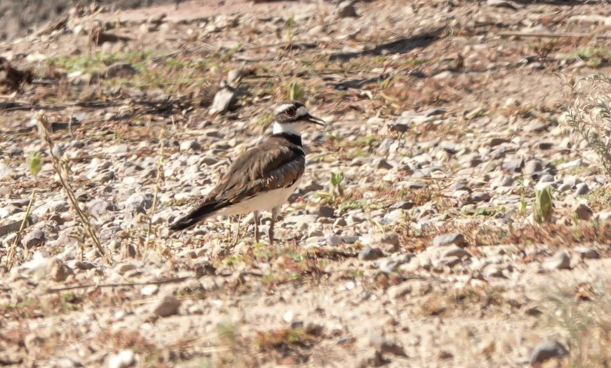 Killdeer - ML246245671