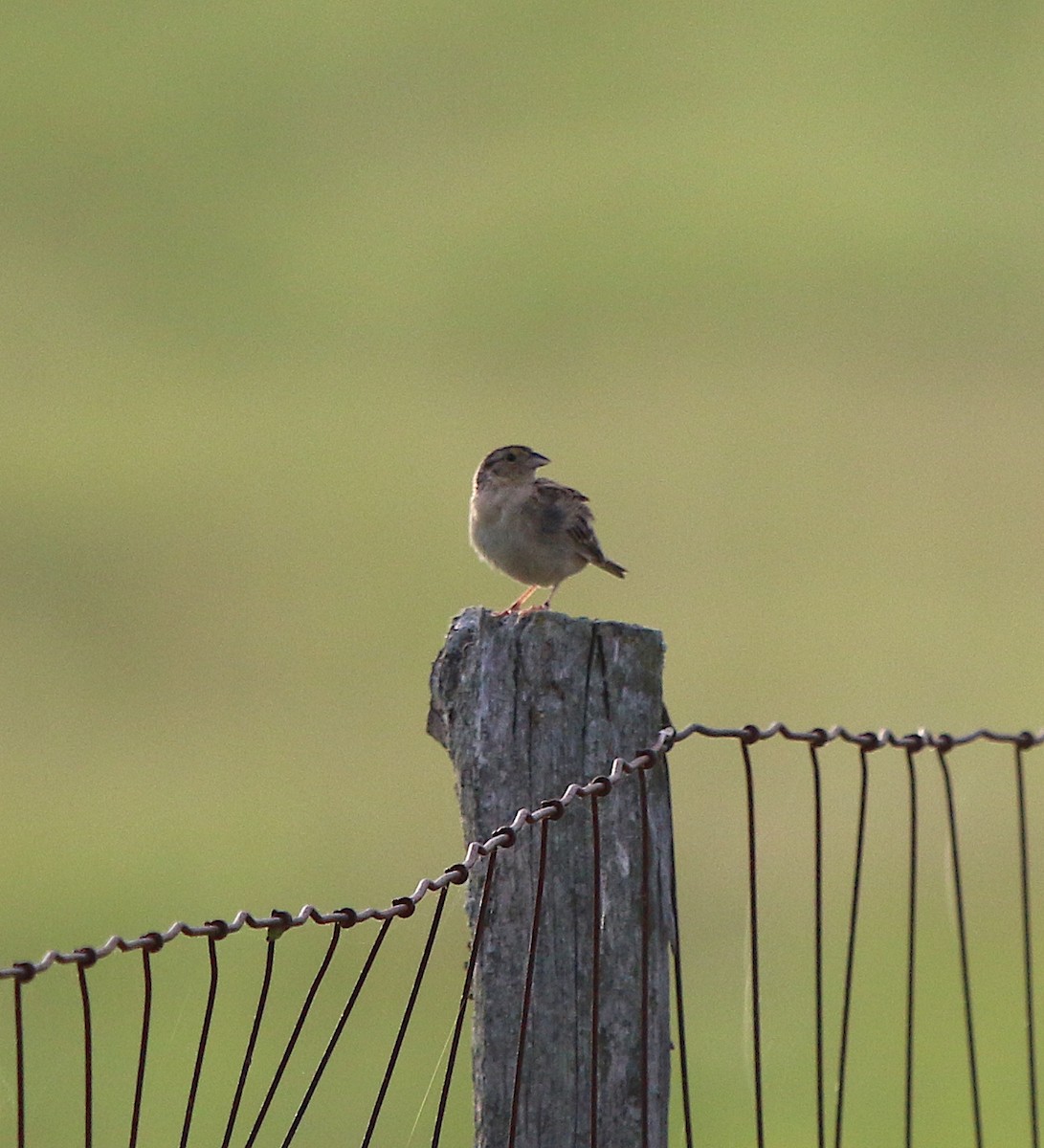 Grasshopper Sparrow - ML246248161