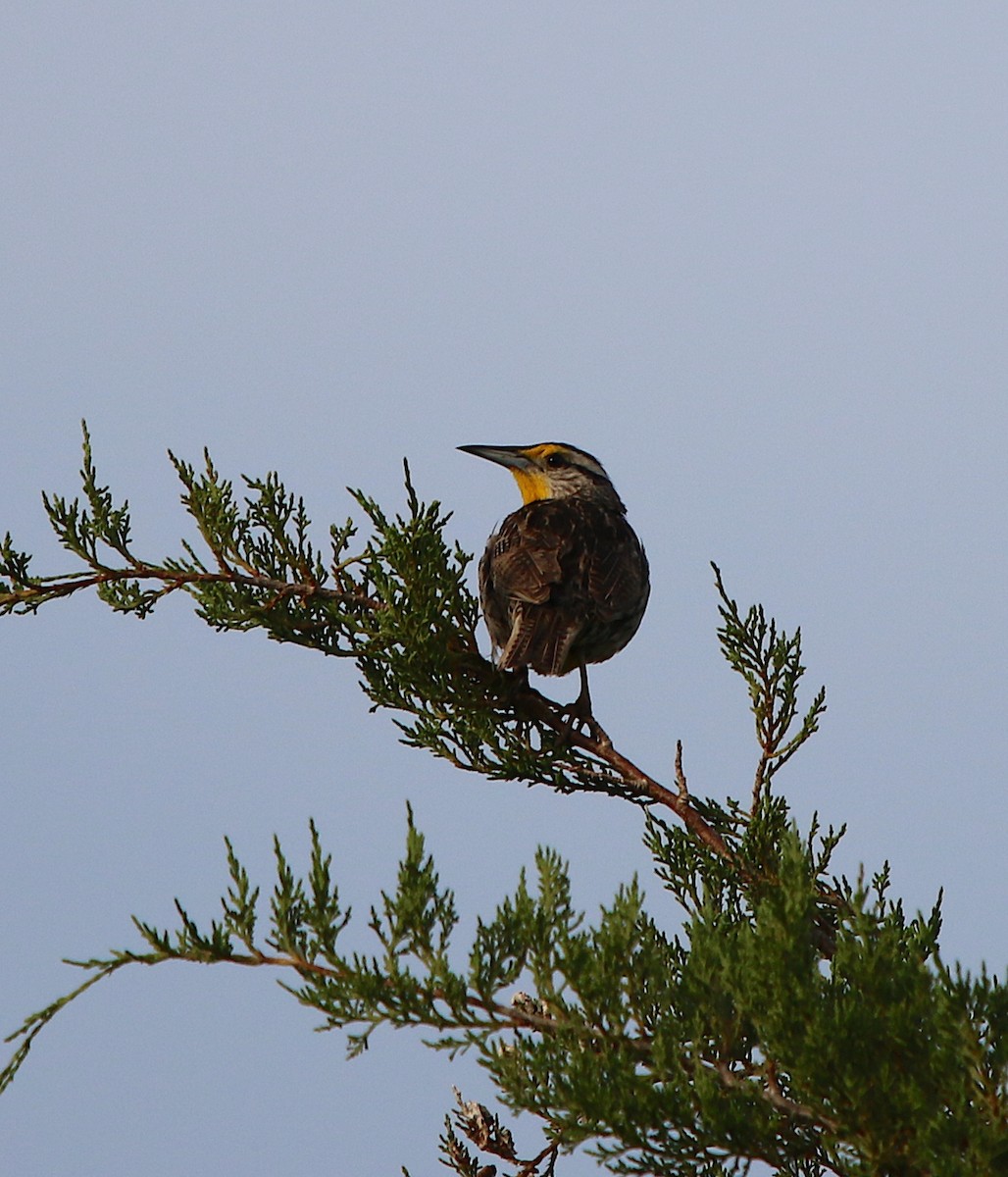 Eastern Meadowlark - ML246248191