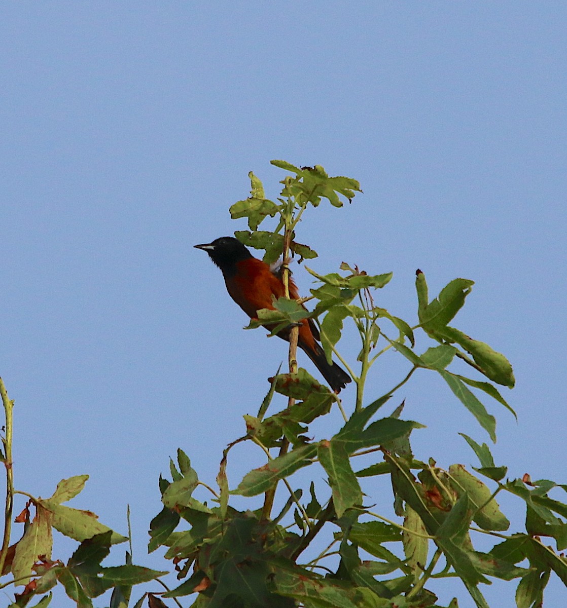 Orchard Oriole - ML246248241