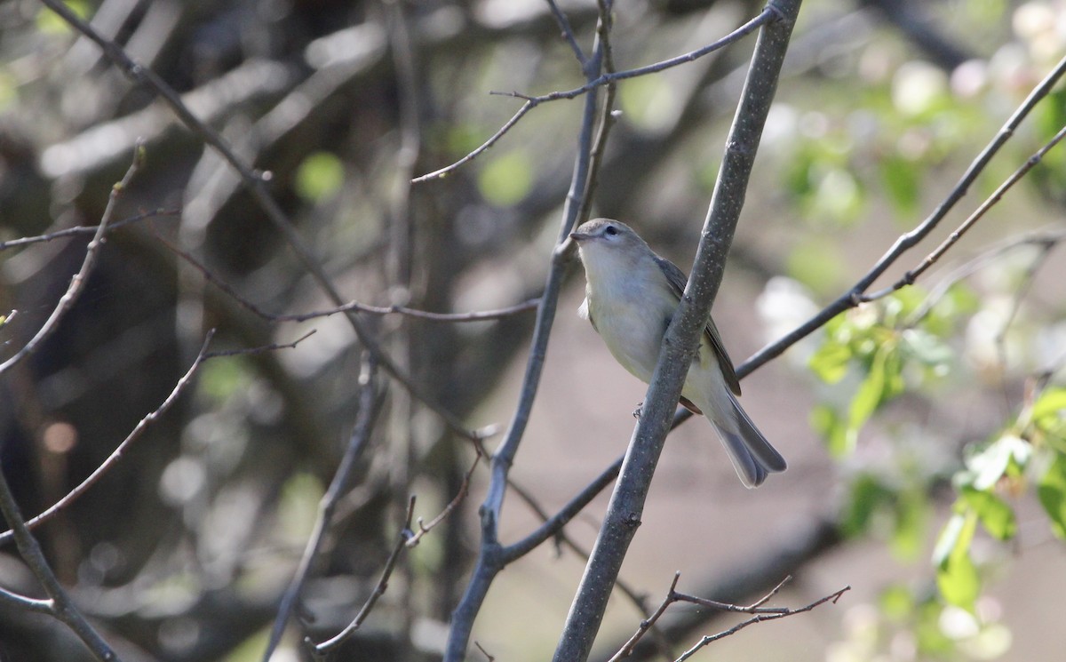 Ötücü Vireo - ML246248401