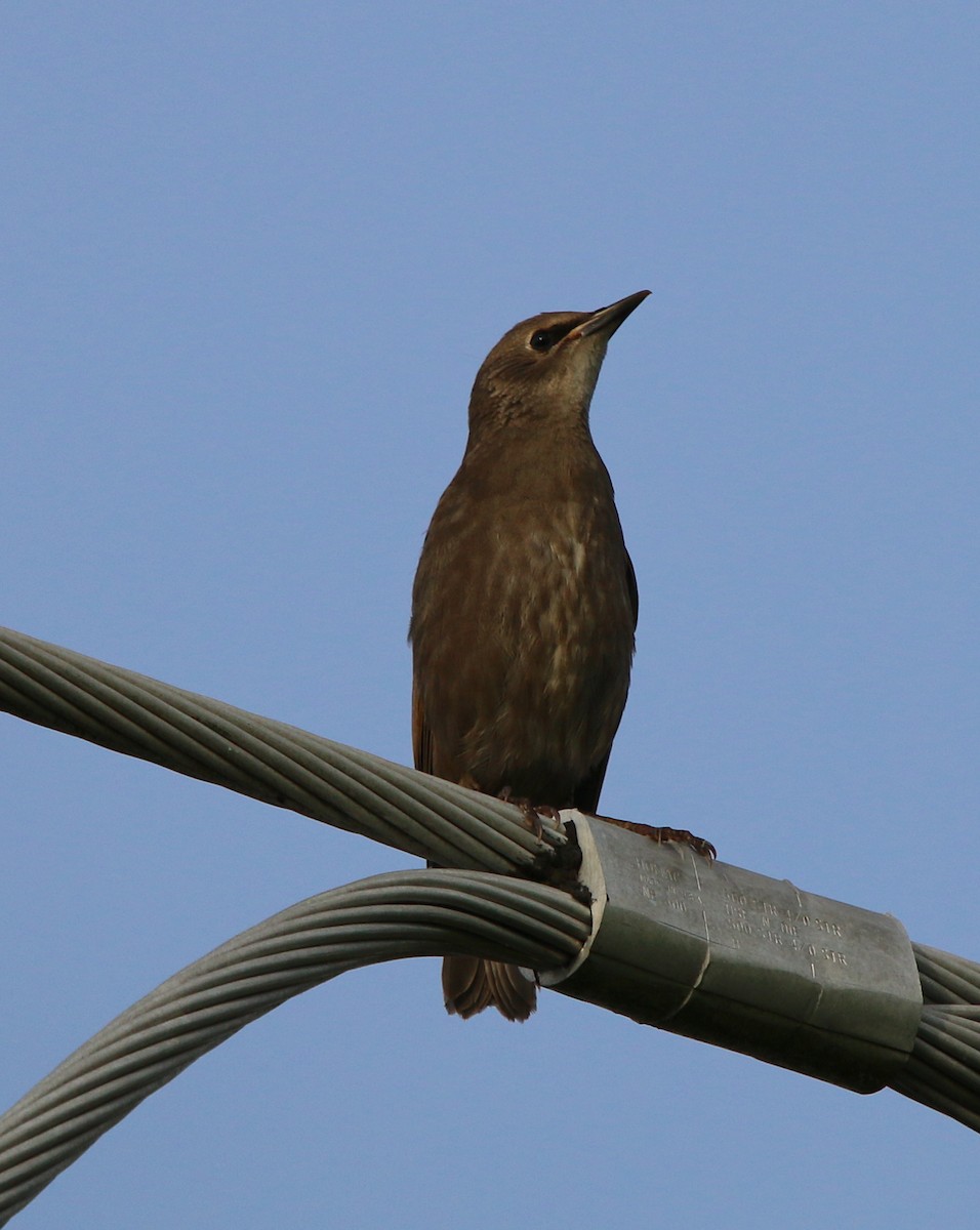 European Starling - ML246248451