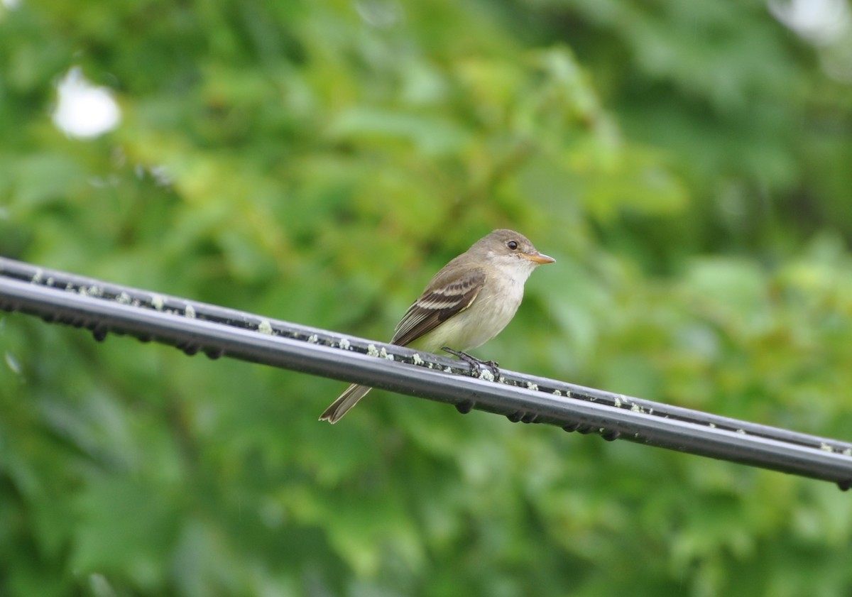 Willow Flycatcher - ML246249151