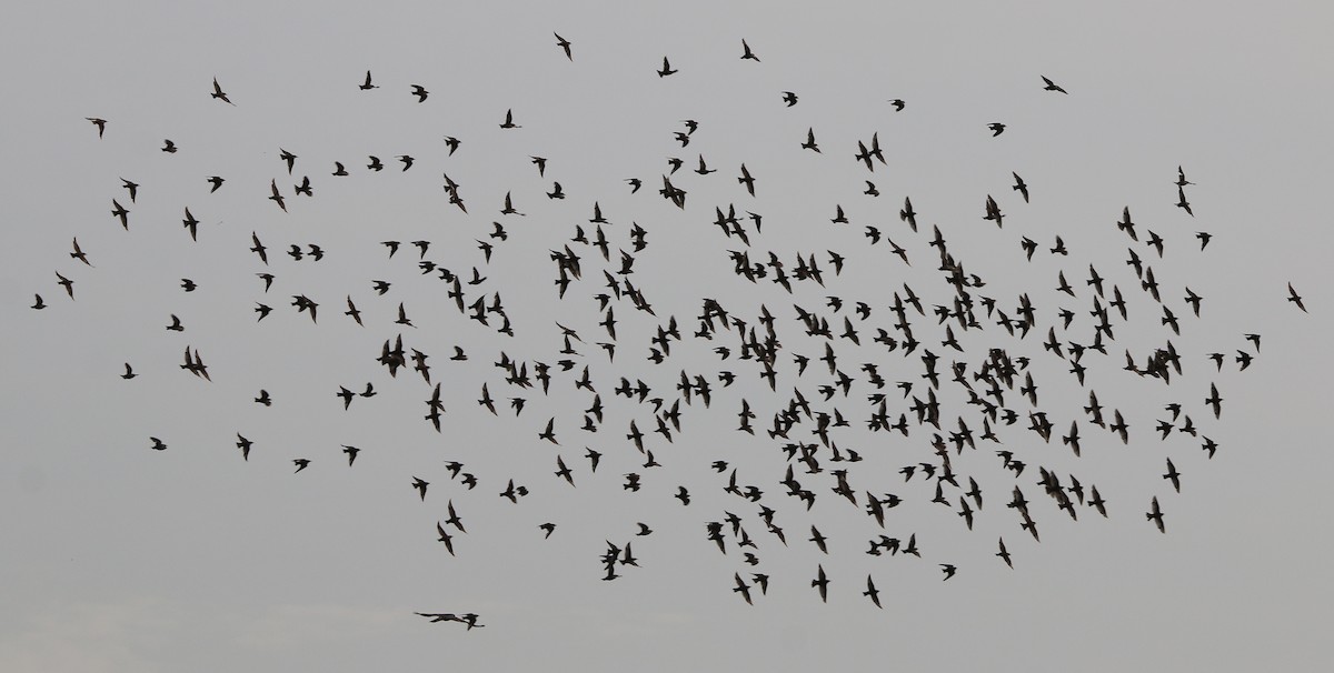 European Starling - ML246250031