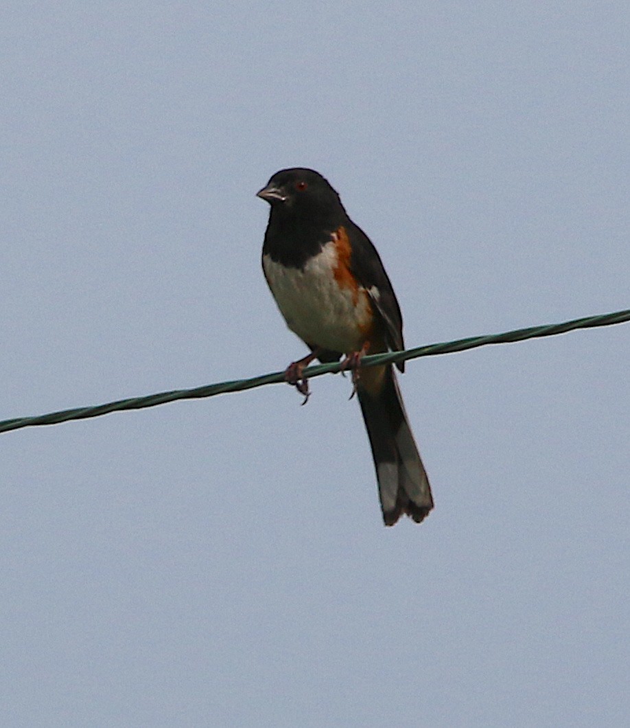 Eastern Towhee - ML246250181