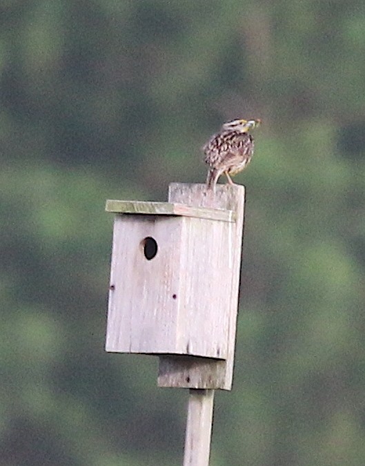 Eastern Meadowlark - ML246250241