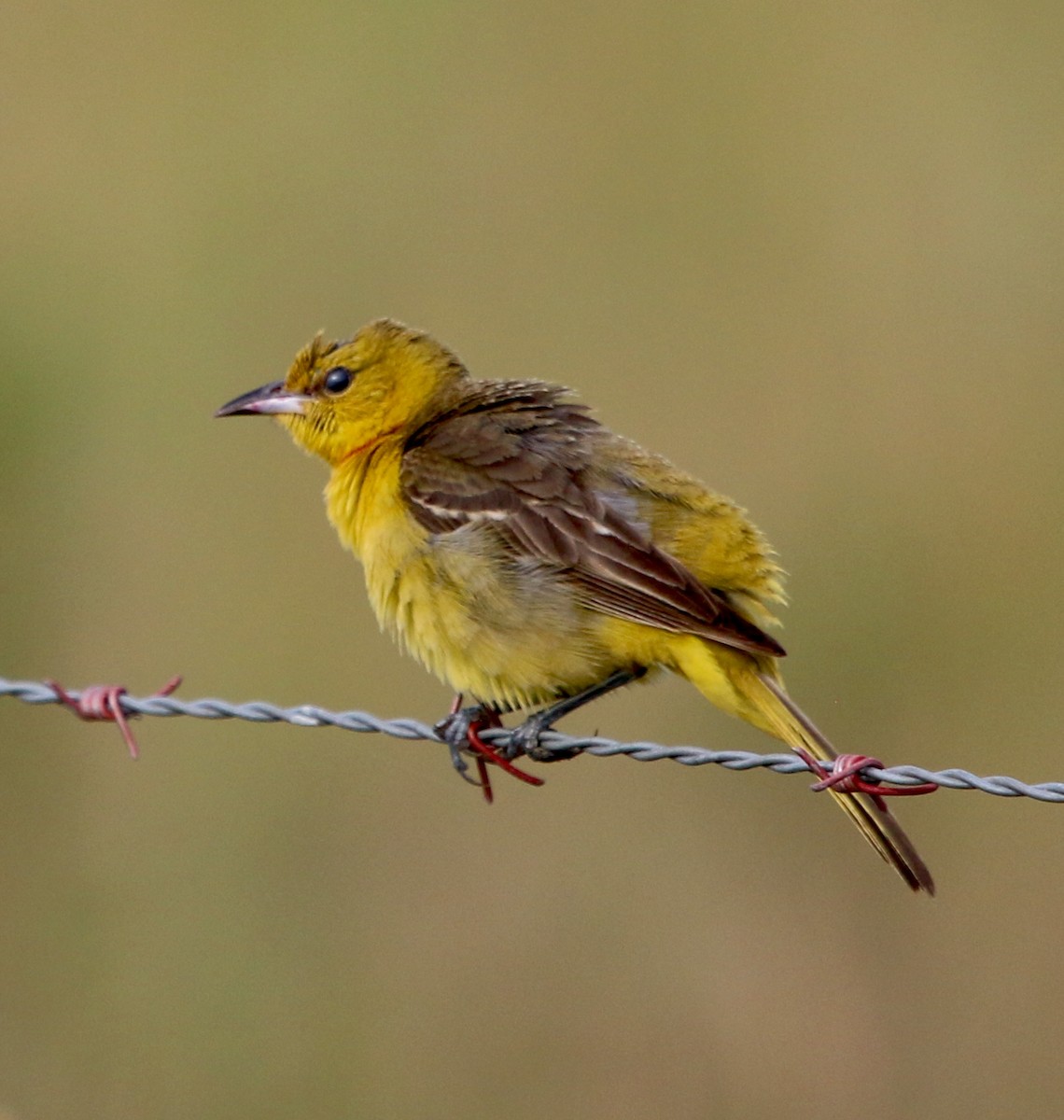 Orchard Oriole - ML246250291