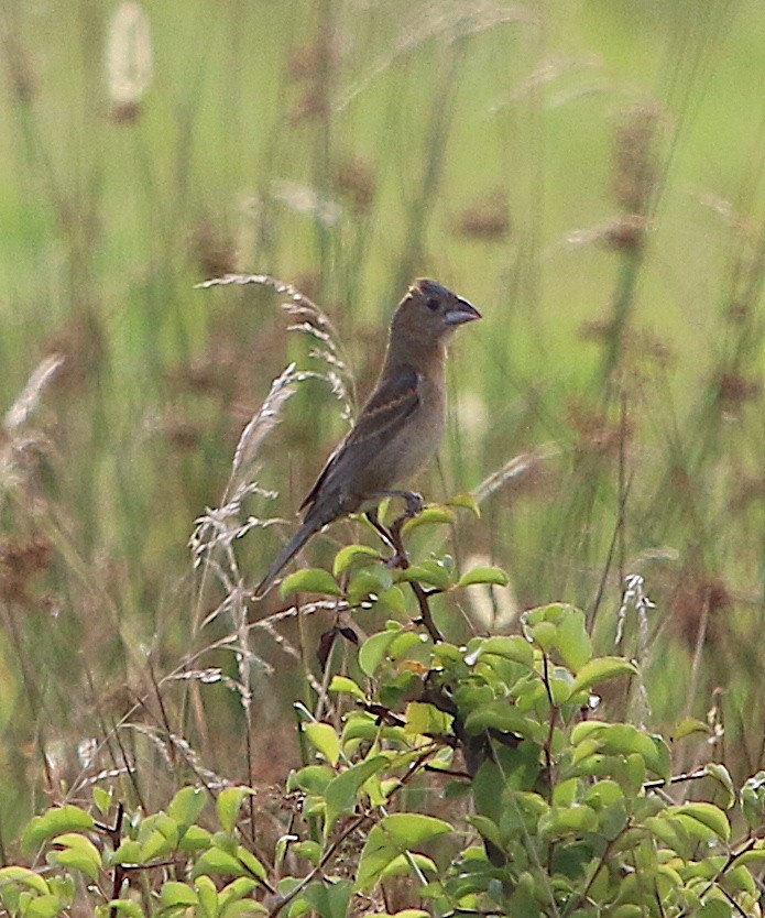 Blue Grosbeak - ML246250341