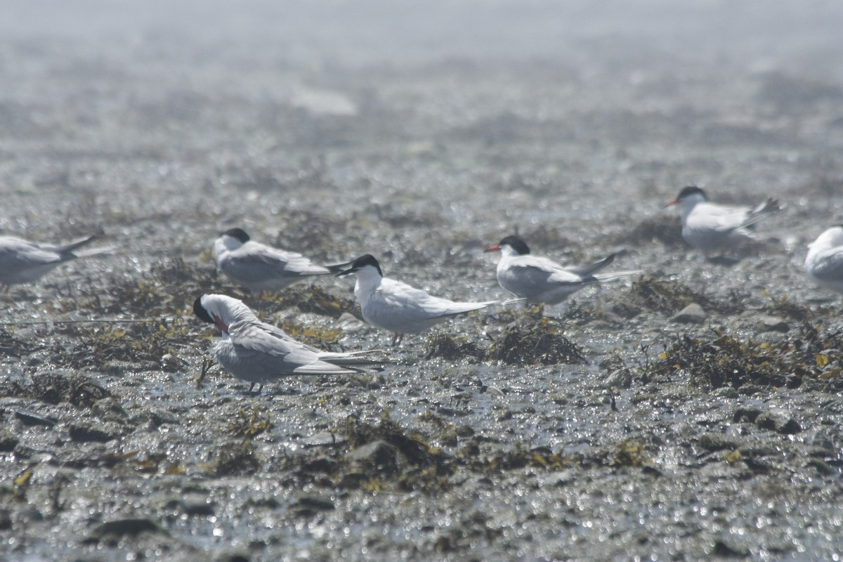 Roseate Tern - ML246250601