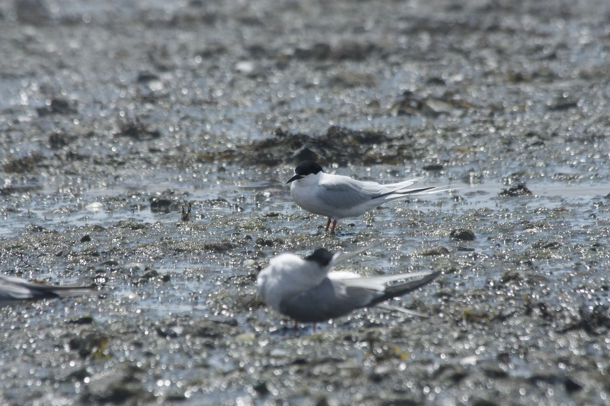 Roseate Tern - ML246250881