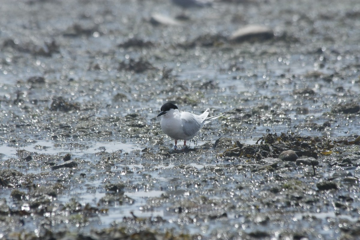 Roseate Tern - ML246251041