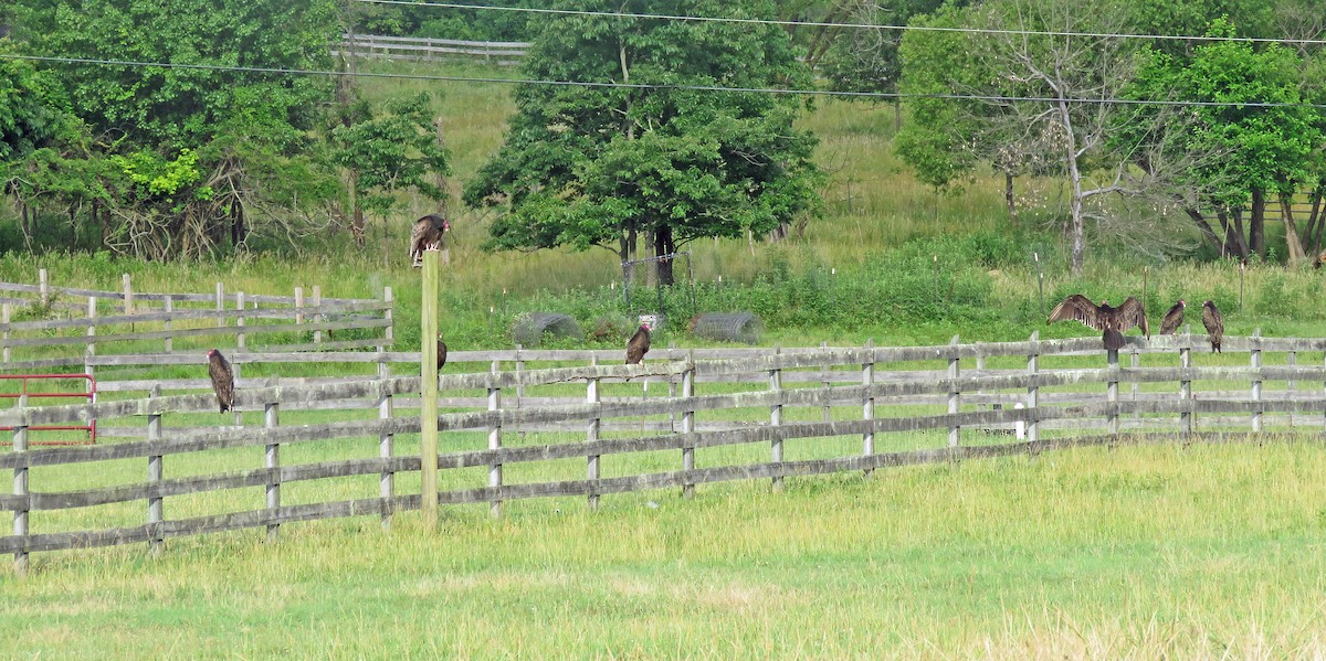 Turkey Vulture - ML246254021