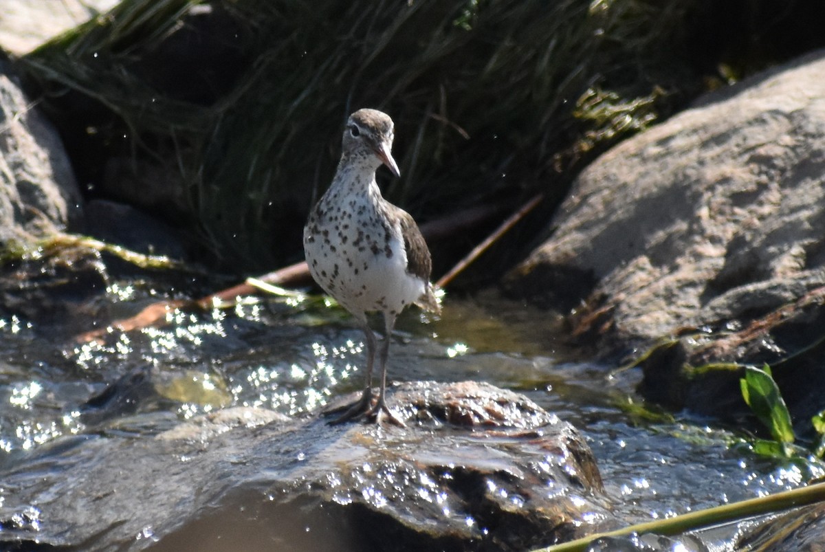 Spotted Sandpiper - ML246254401