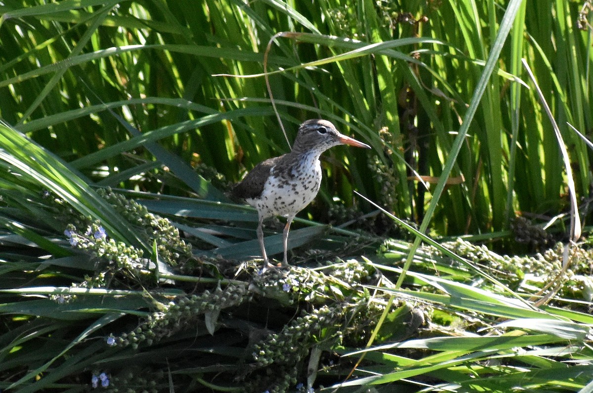 Spotted Sandpiper - ML246254441