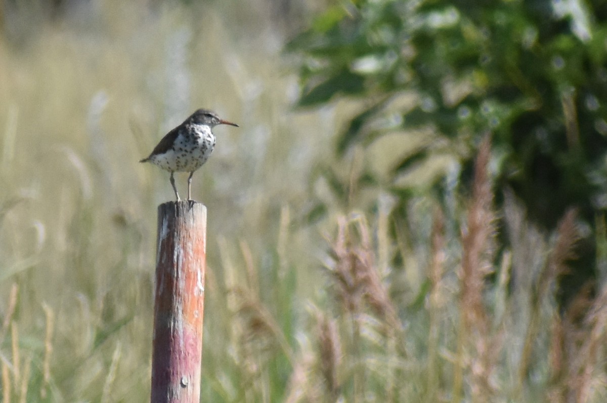 Spotted Sandpiper - ML246254681