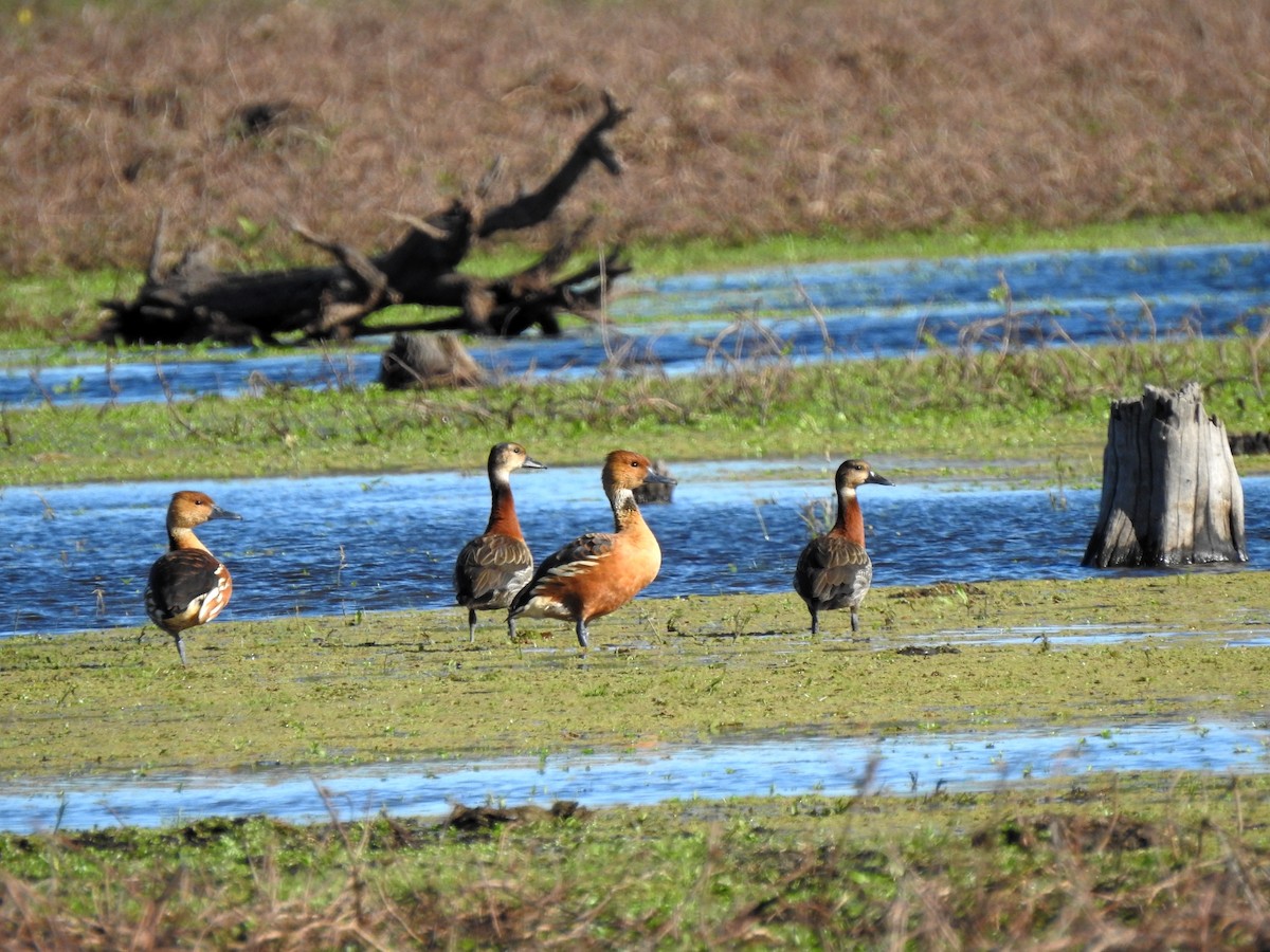 Fulvous Whistling-Duck - ML246254771