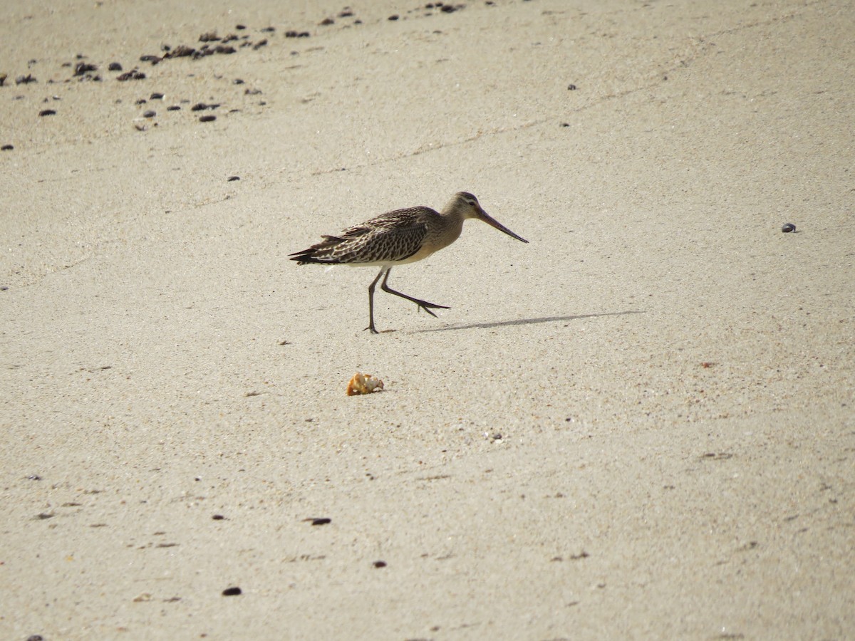 Bar-tailed Godwit - Tom Eck