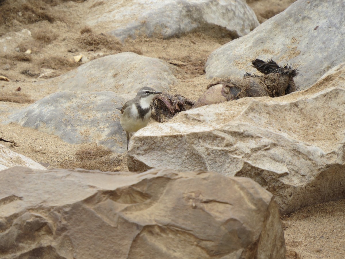 Cape Wagtail - ML246256911