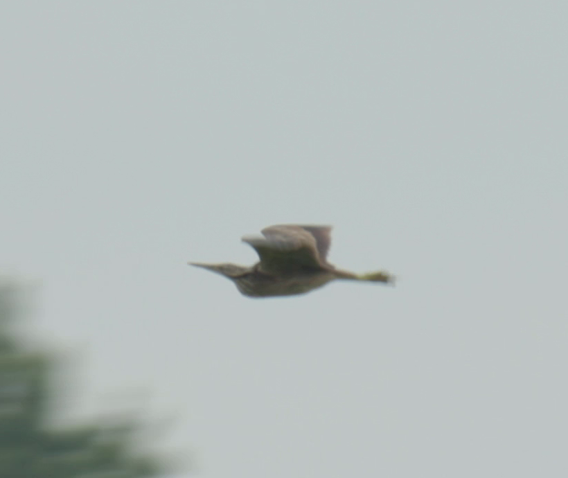 American Bittern - Amin Zargar