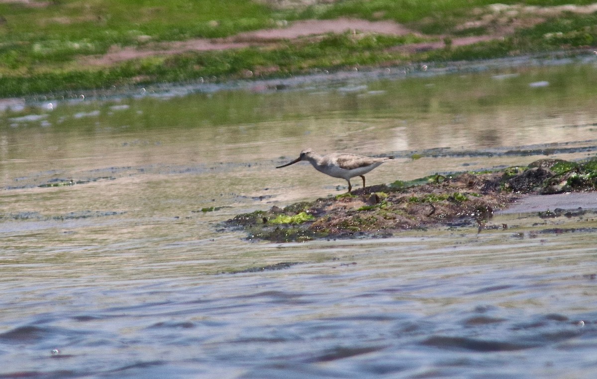 Terek Sandpiper - Carlos  Pedro