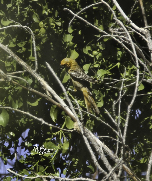 Streak-backed Oriole (West Mexican) - ML246260601