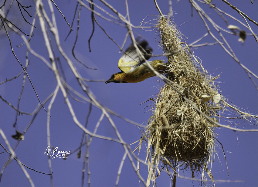 Streak-backed Oriole (West Mexican) - ML246260621