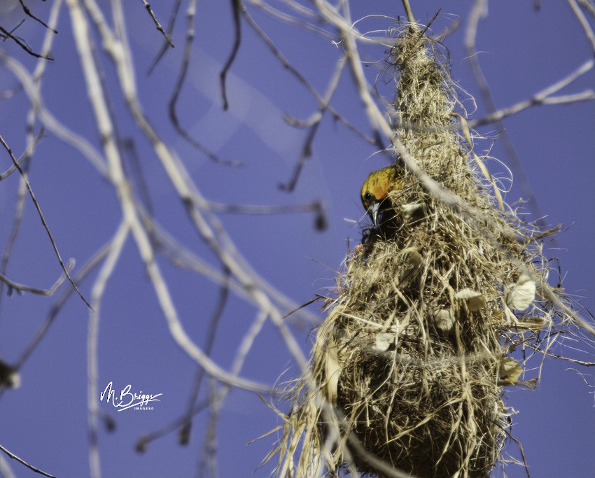 Streak-backed Oriole (West Mexican) - ML246260631