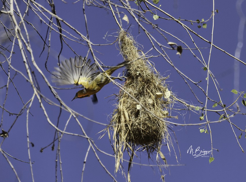 Streak-backed Oriole (West Mexican) - ML246260641
