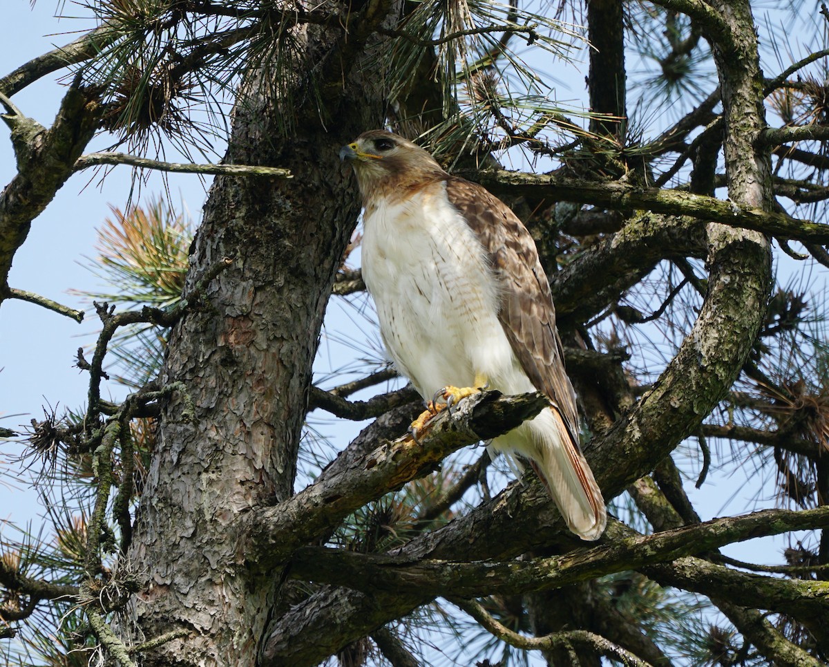 Red-tailed Hawk - Cindy & Gene Cunningham