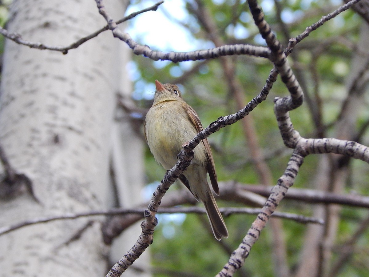 Western Flycatcher (Cordilleran) - ML246260811