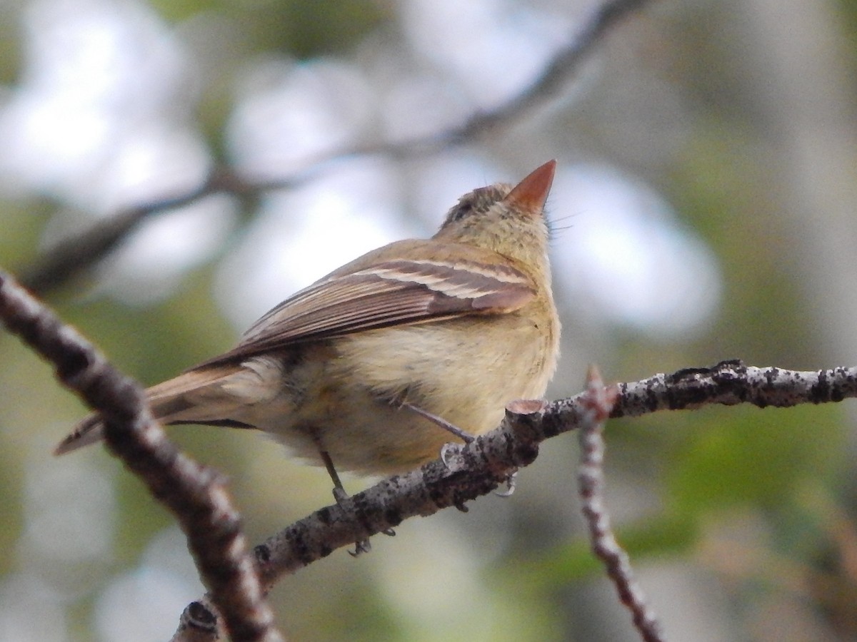 Western Flycatcher (Cordilleran) - ML246260861