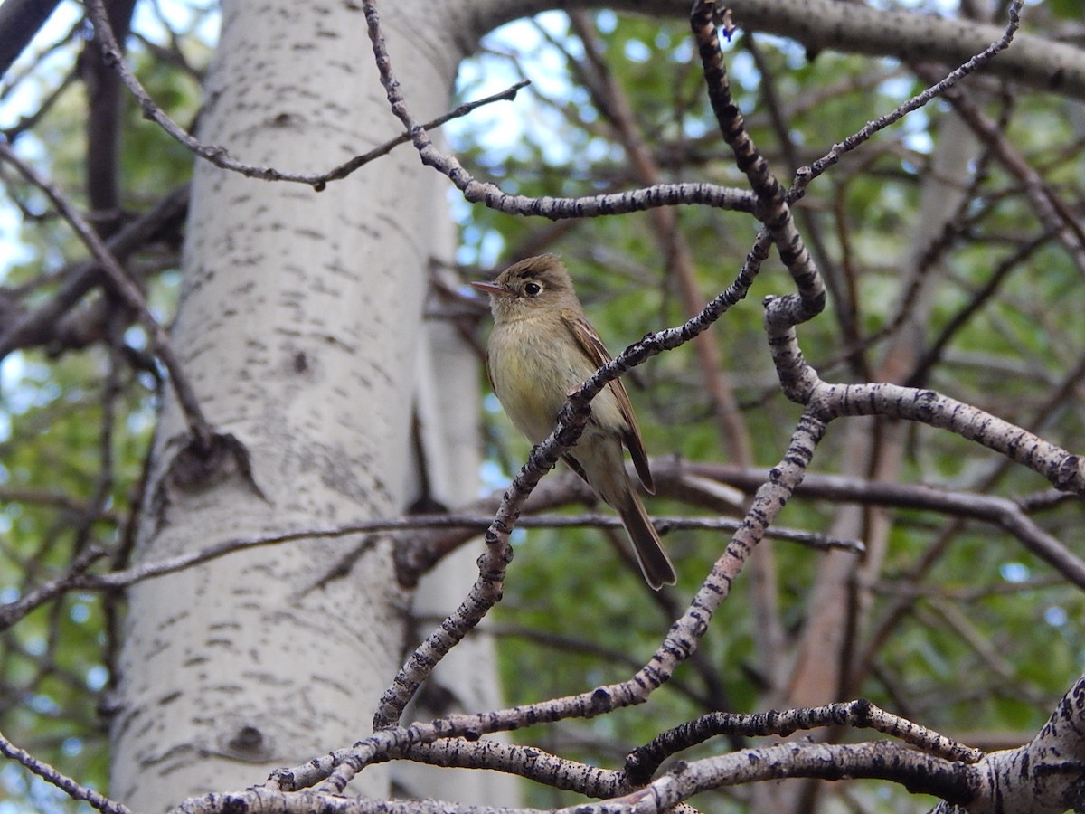 Western Flycatcher (Cordilleran) - ML246260871