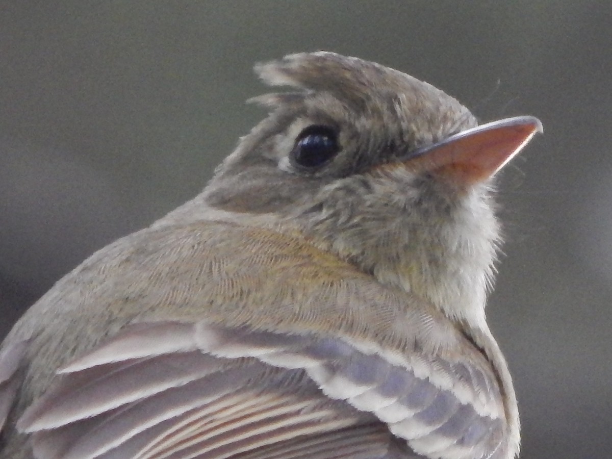 Western Flycatcher (Cordilleran) - ML246260901