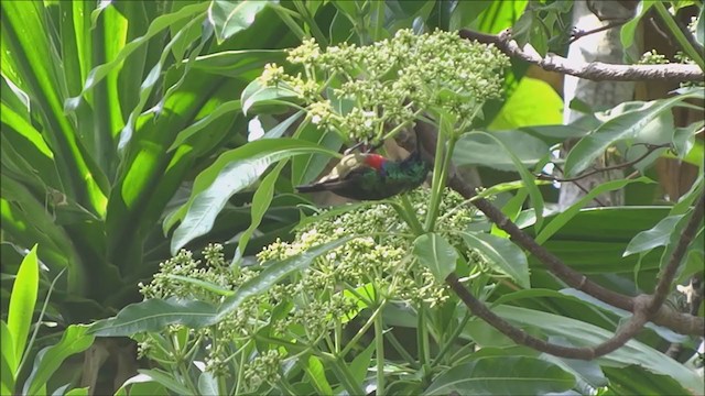 Forest Double-collared Sunbird - ML246263121