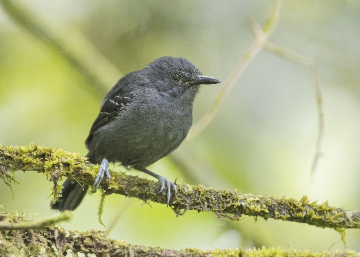 Dusky Antbird - ML246263331