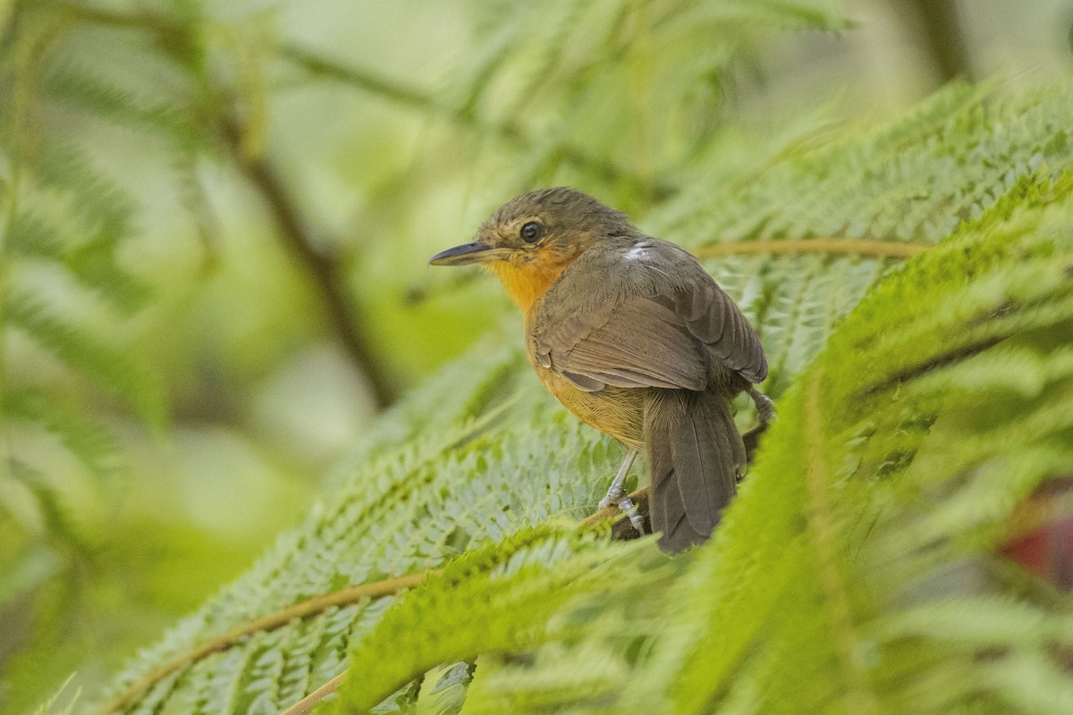 Dusky Antbird - Guillermo  Saborío Vega