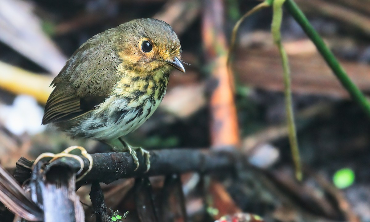 Ochre-breasted Antpitta - ML246264221