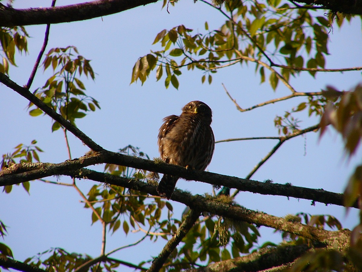 Ferruginous Pygmy-Owl - ML246264231