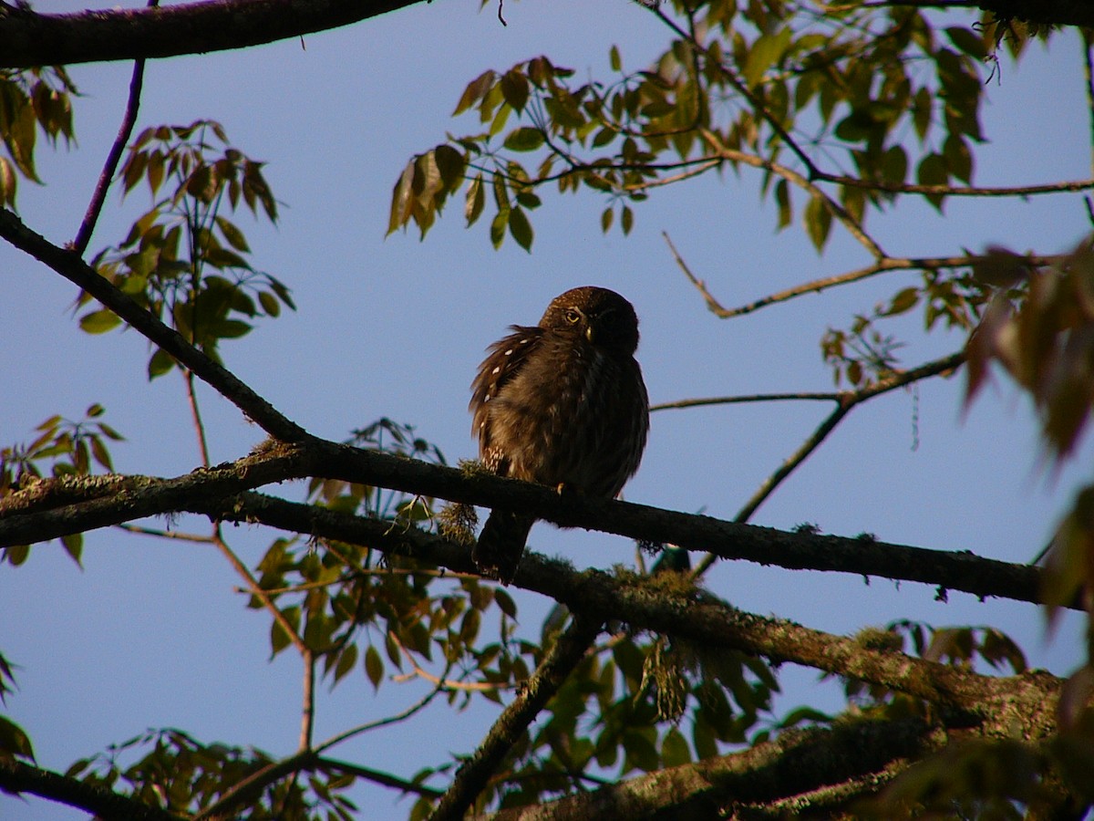 Ferruginous Pygmy-Owl - ML246264251