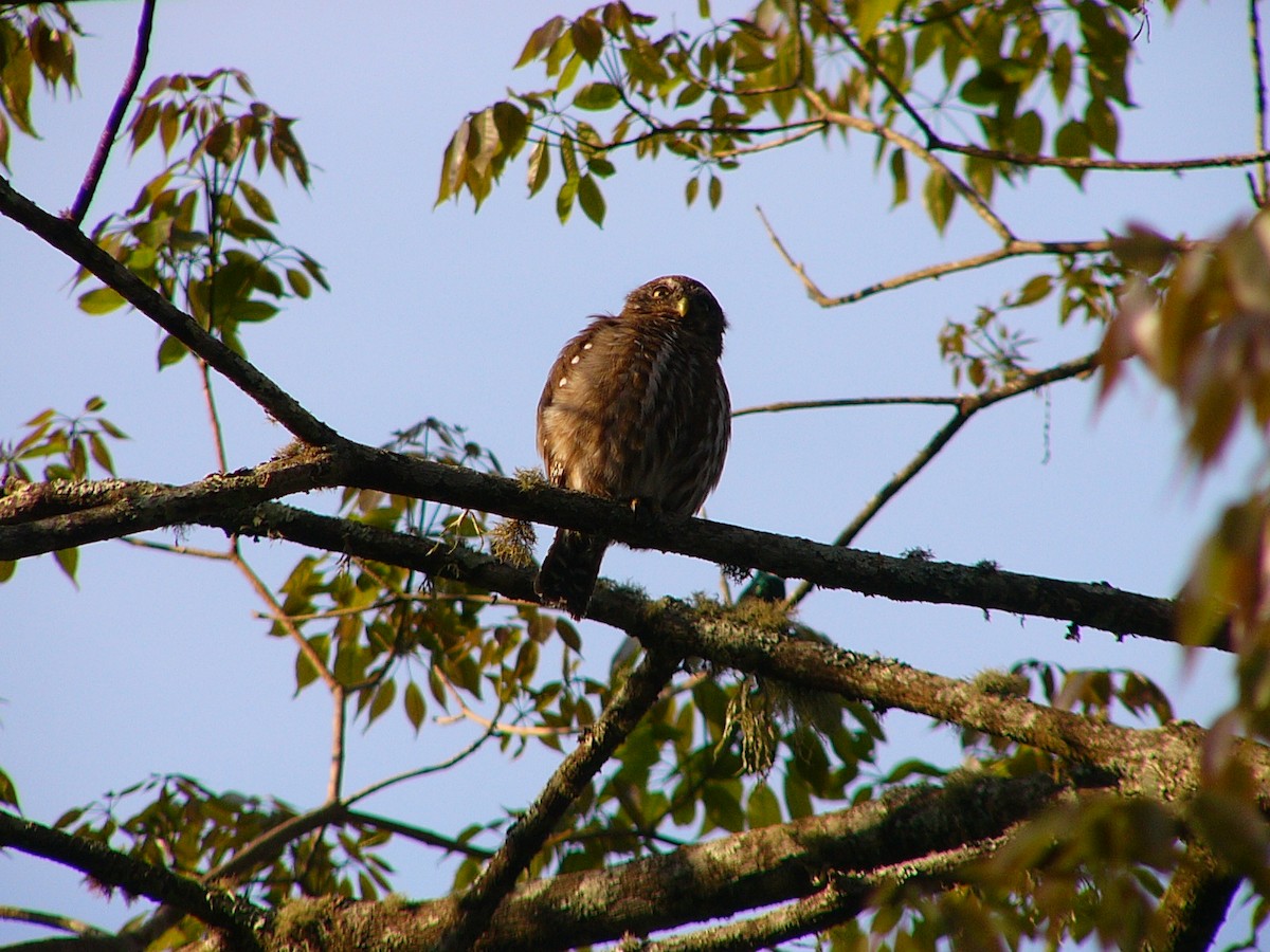Ferruginous Pygmy-Owl - ML246264281