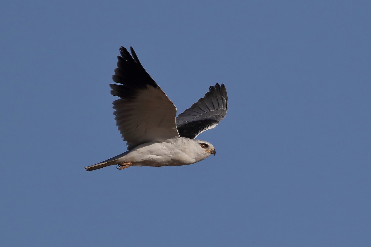 Black-winged Kite - José Conceição