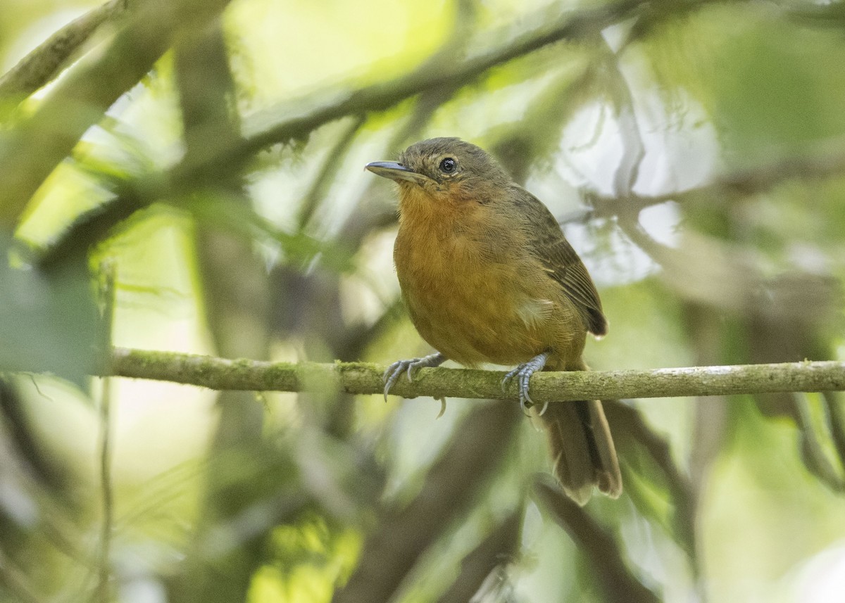 Dusky Antbird - ML246265251