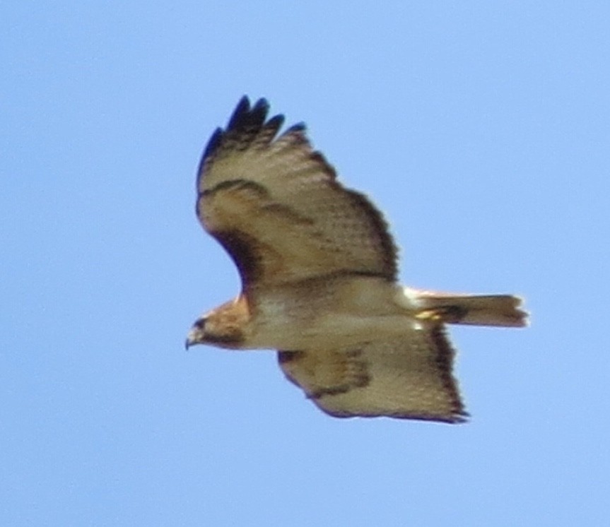 Red-tailed Hawk - ML246266021