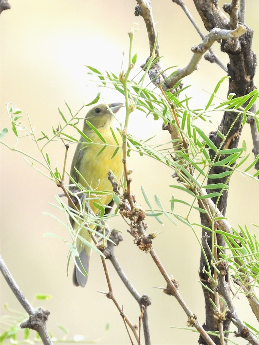 Painted Bunting - ML246266921