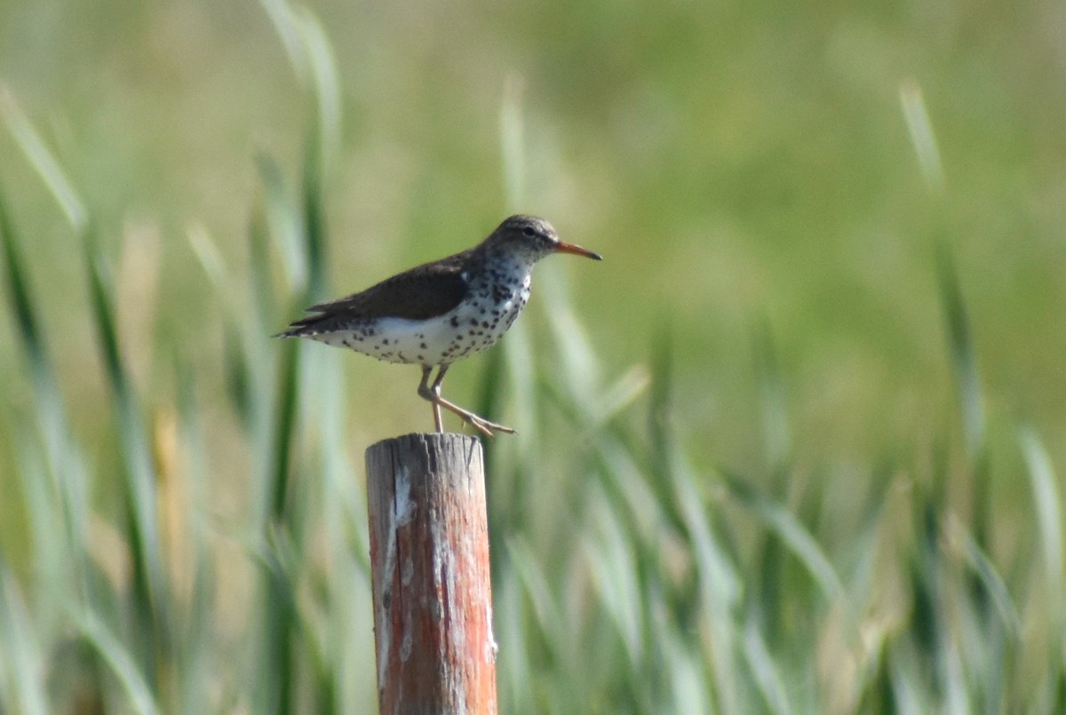 Spotted Sandpiper - ML246267101