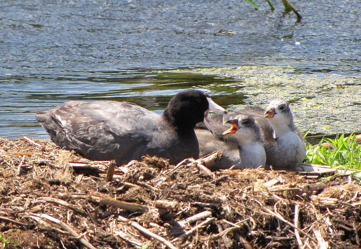 American Coot - ML246267581
